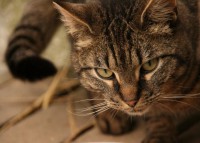 Pate oder Namenspate gesucht.